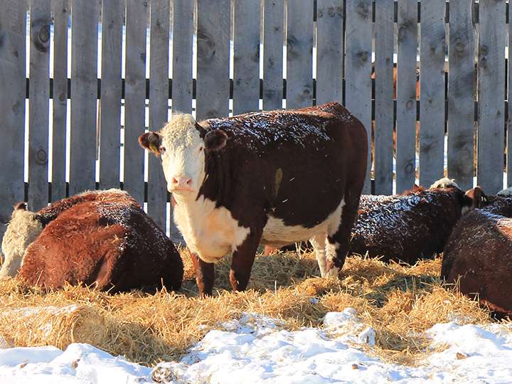 Hereford cattle bedded down outdoors in winter